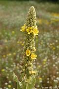 Verbascum thapsus